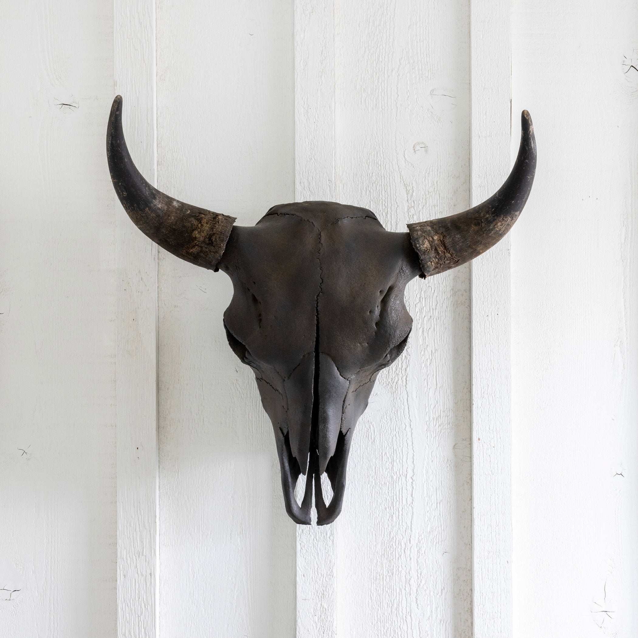 Black Bison Skull, Black Horns