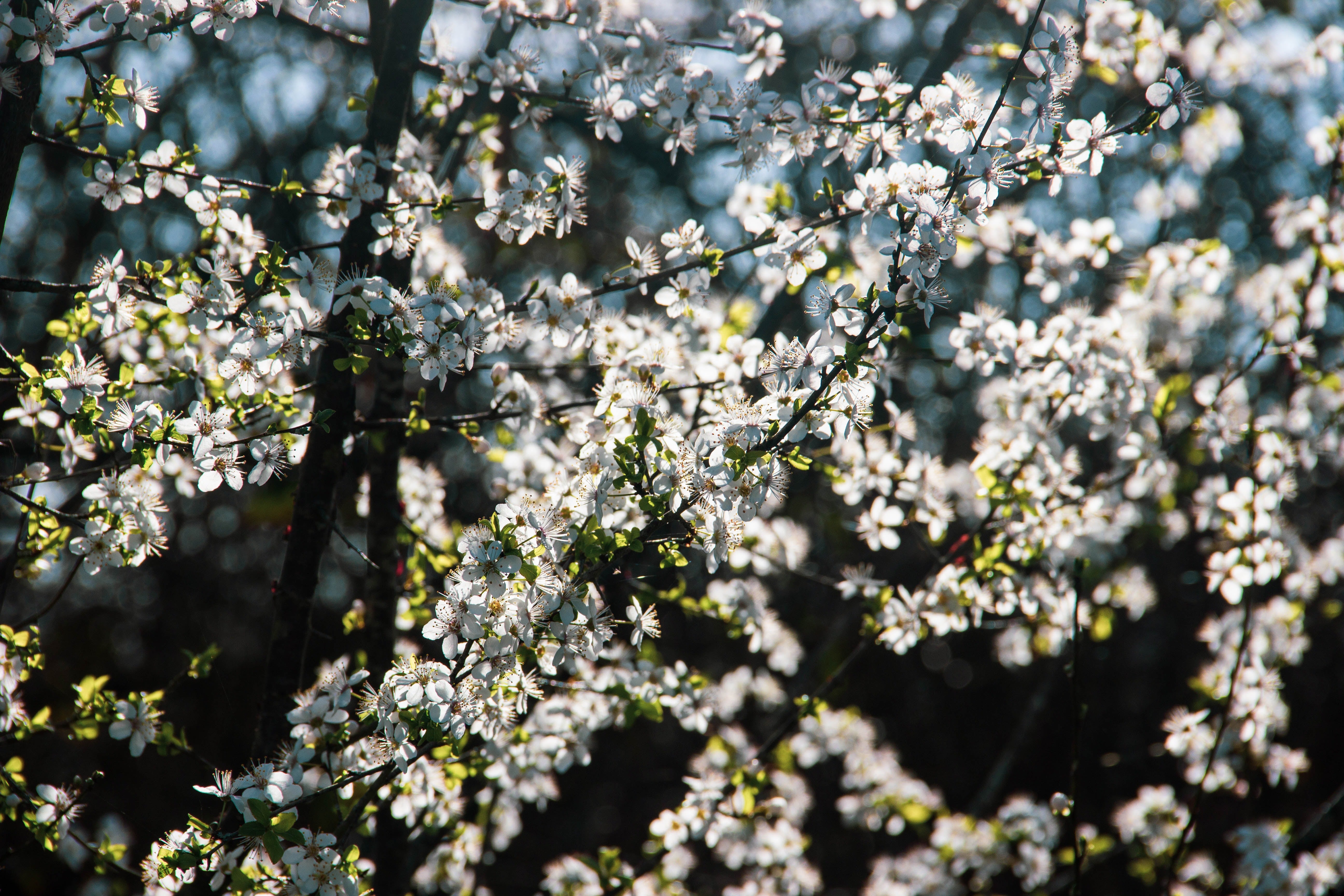 Signs of Spring: Blooming Branches