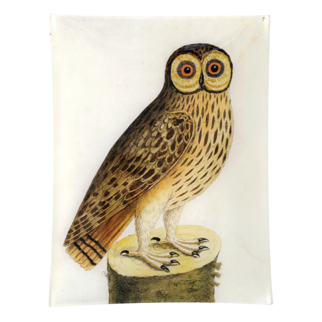 John Derian <br> #1 - Great Brown Owl Rectangular Tray