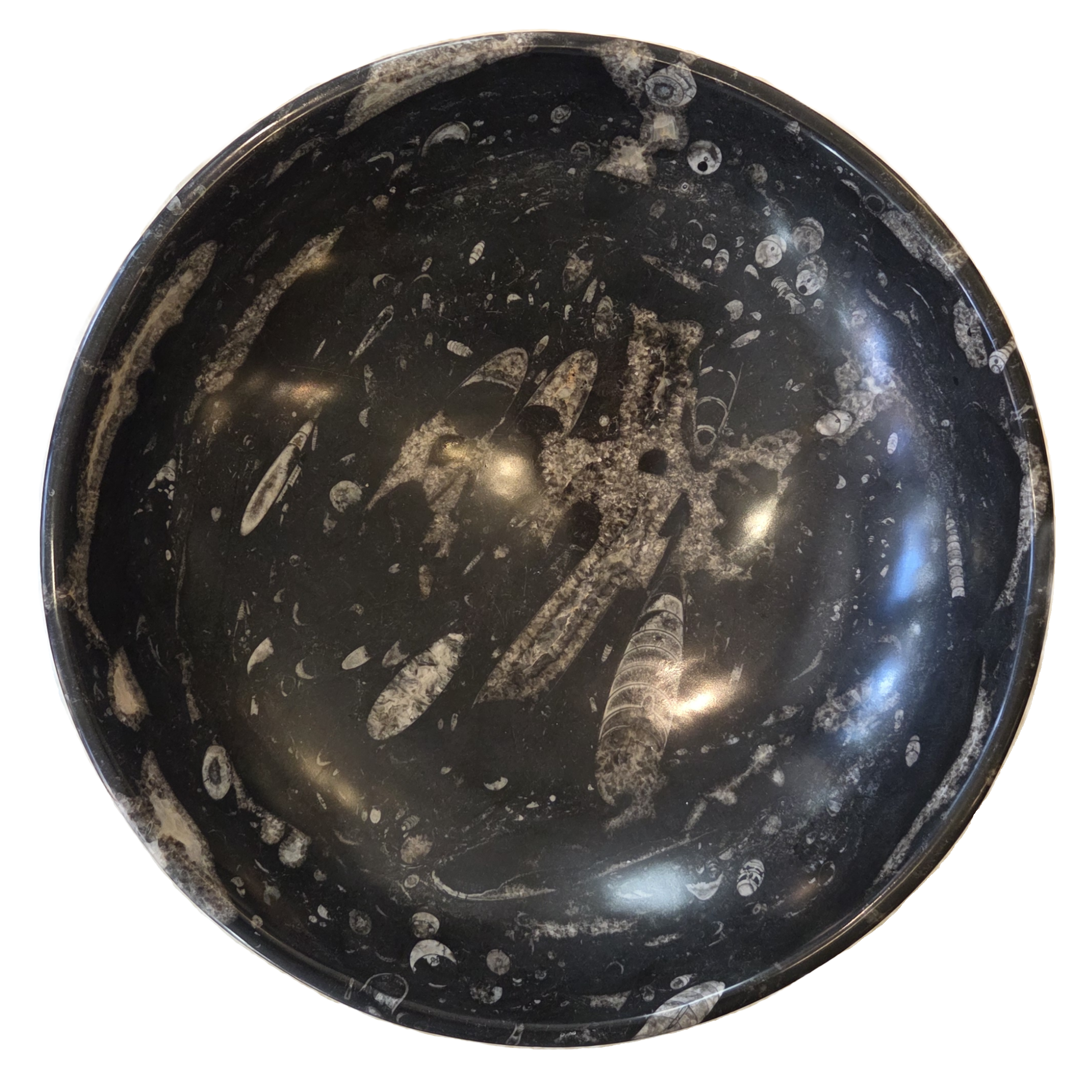 Moroccan Orthoceras Bowl