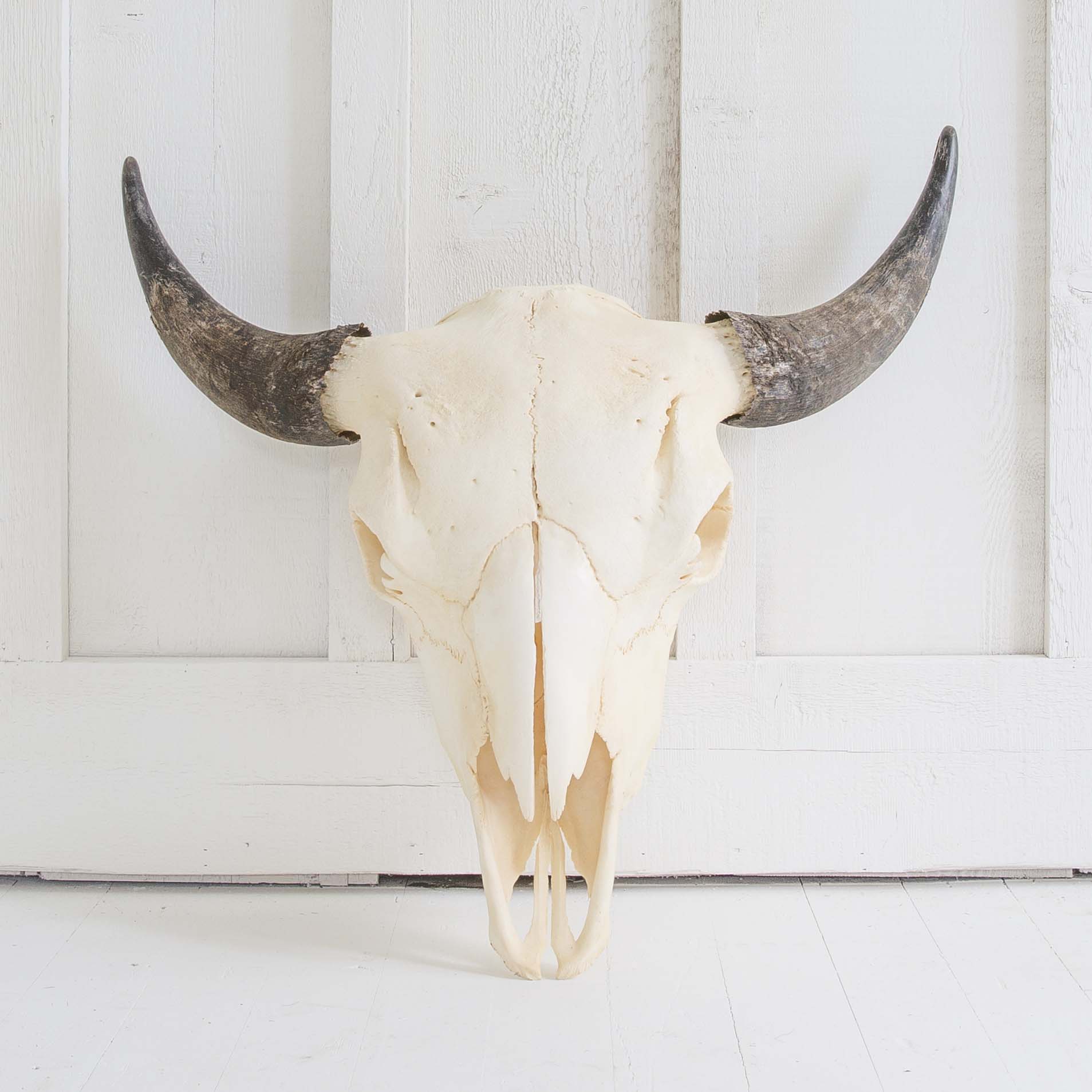 Natural Bison Skull with Black Horns