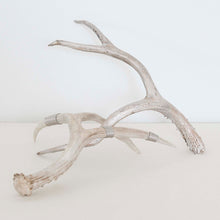 Silver Antler